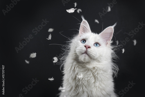 Obraz Fotograficzny white blue eyed maine coon watching feathers