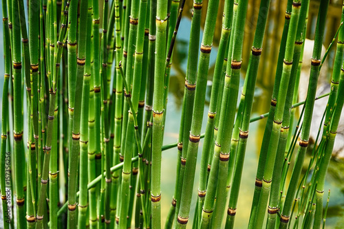 Lacobel green bamboo texture