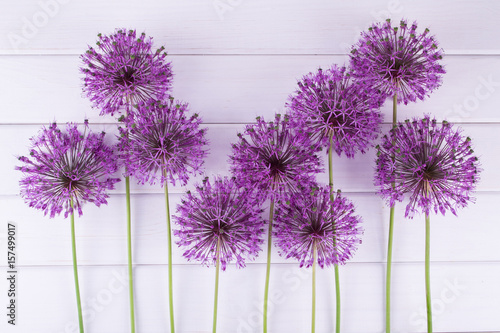 set-of-allium-flowers-on-white-background