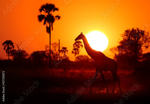 Obraz na płótnie Silhouette of Angolan Giraffe, Giraffa camelopardalis angolensis, walking on horizon with solar disk behind its head. Red and dark orange background with plam tree silhouette. Zimbabwe, Hwange.