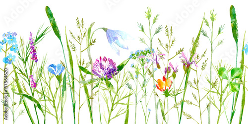 floral-seamless-border-of-a-wild-flowers-and-herbs-on-a-white-background-buttercup-clover-bluebell-vetch-timothy-grass-lobelia-spike-watercolor-hand-drawn-illustration