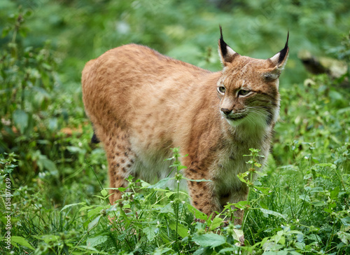 Стул lynx