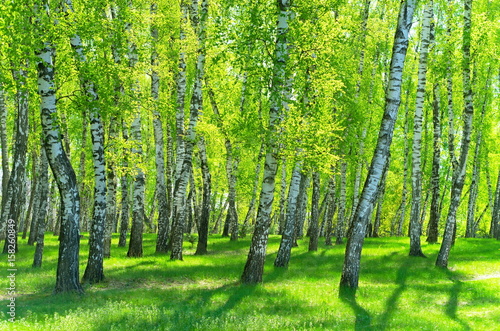 brzozowy-gaj-w-sloneczny-dzien