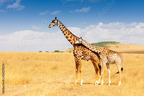 Obraz na płótnie Giraffe and calf standing together in savanna