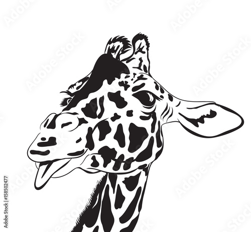 Obraz na płótnie giraffe head. vector