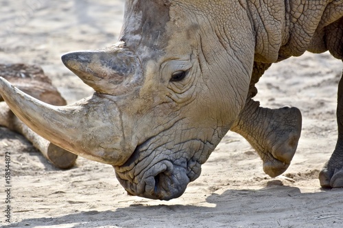 Obraz Fotograficzny Southern White Rhino (Ceratotherium simum simum)