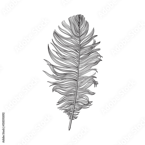 ubergeben-sie-gezogene-smoth-schwarzweiss-taubenvogelfeder-skizzenart-vektorillustration-auf-weisem-hintergrund