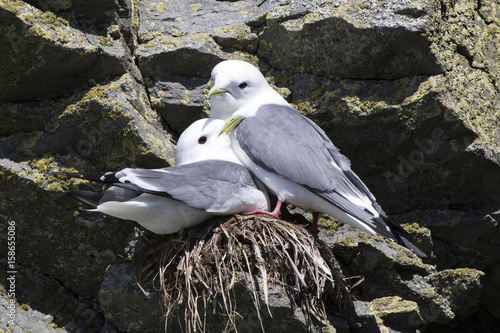 Poster Male and female red-legged kittiwakei who sit on a nest in a colony on a rock