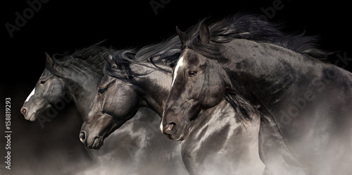 Obraz na płótnie Black stallions with long mane run on dark background