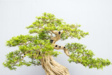Exotic bonsai trees cultivated for decoration
