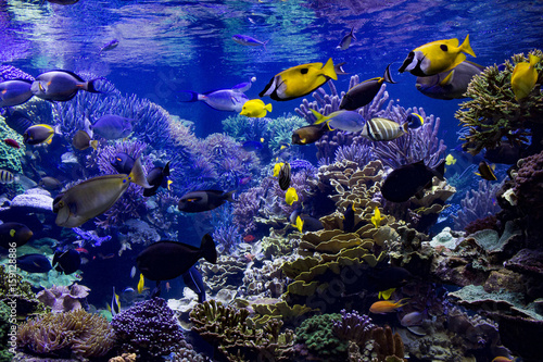Fototapeta Aquarium reef