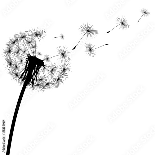 black-silhouette-of-a-dandelion