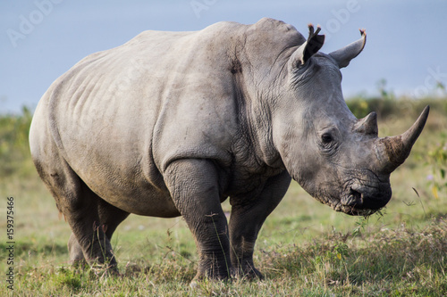 Obraz Fotograficzny White Rhino Profile