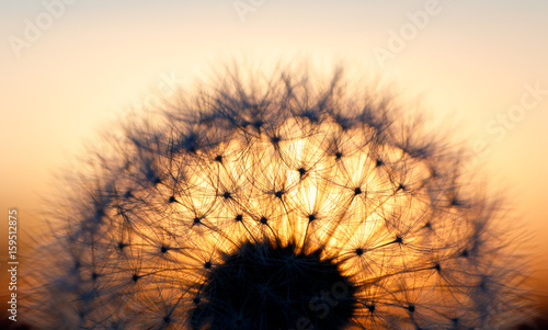 Obraz na płótnie close up of Dandelion abstract color in sunset