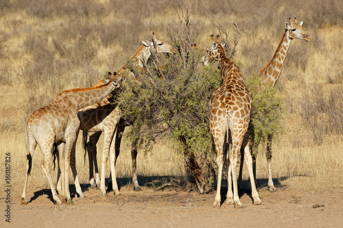 Poster Giraffes (Giraffa camelopardalis) feeding on a thorn tree, Kalahari desert, South Africa