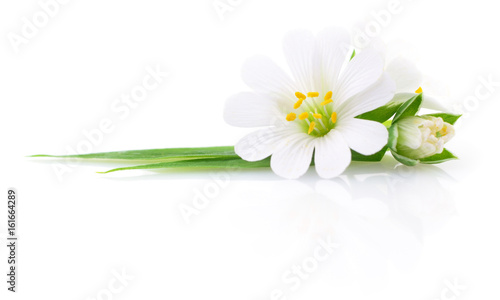 Two white flowers. © Anatolii
