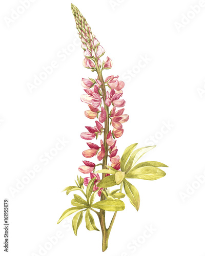 ilustracja-w-akwareli-lupine-kwiat-kwiatowy