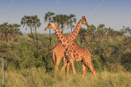 Obraz na płótnie Giraffes in African savannah 