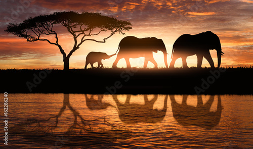 Obraz na płótnie family of elephants