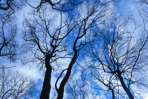 Fototapeta Black silhouettes of trees