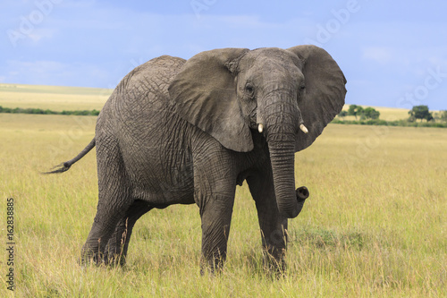 Obraz na płótnie Elephant standing looking at camera in the Masai Mara in Kenya