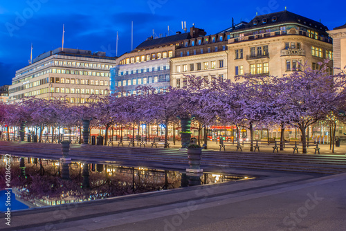 Blommande körsbärsträd vid dammen i Kungsträdgården i Stockholm