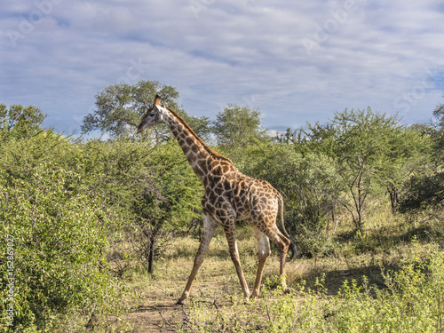 Poster Giraffe Walking Among the Trees-Kruger National Park