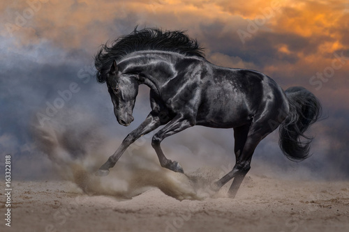 Obraz na płótnie Black horse with long mane run fast against dramatic sunset sky