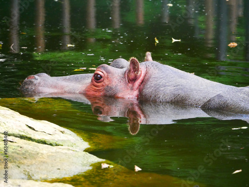 Obraz na płótnie Hippopotame