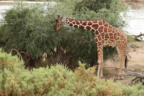 Poster Giraffen in der afrikanischen Savanne von Kenia