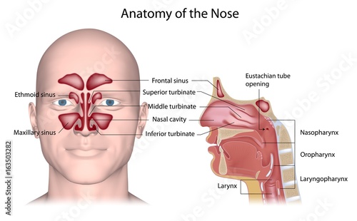 anatomy of human nose nose human anatomy organs template baldaivirtuves info nose anatomy labeled buy photos ap images detailview anatomy of human nose nose human anatomy organs template baldaivirtuves info nose anatomy labeled buy photos ap images detailview