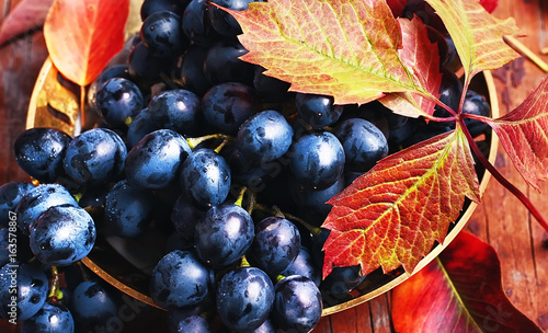 bunch of autumn grape