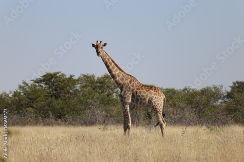 Poster Giraffes (Giraffa Camelopardalis) walking over flat open plains