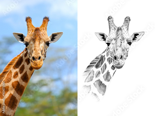 Poster Portrait of giraffe before and after drawn by hand in pencil