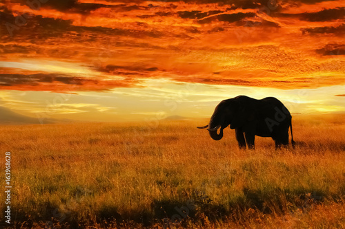 elephant-solitaire-contre-le-coucher-du-soleil-dans-la-savane-parc-national-du-serengeti-afrique-tanzanie-