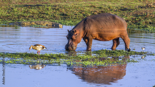 Obraz na płótnie Hippopotamus in Kruger National park, South Africa