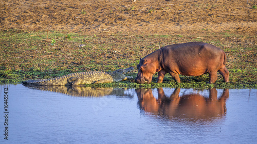 Obraz na płótnie Hippopotamus and Nil crocodile in Kruger National park, South Africa