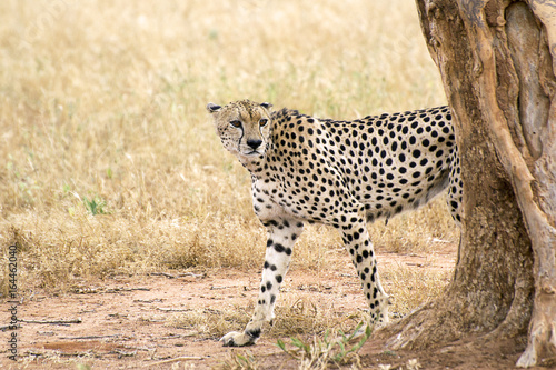 Poster Cheetah walks around a tree on a savanna in Tsavo West Reserve in Kenya