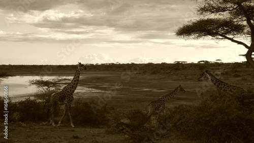 Obraz na płótnie safari, giraffe family in africa savannah
