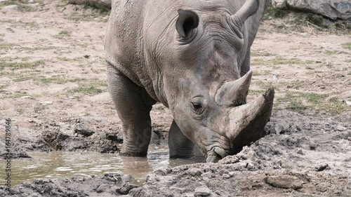 Obraz na płótnie Indian Rhino at a water hole.