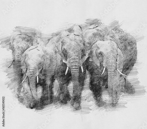 Obraz na płótnie Elephant. Sketch with pencil