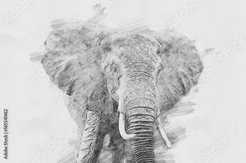 Obraz na płótnie Elephant. Sketch with pencil