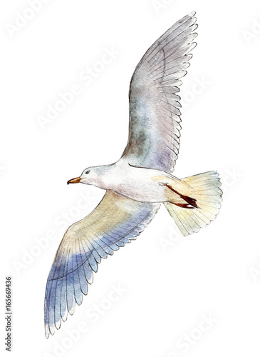 akwarela-seagull-odizolowywajacy-na-bialym-tle-reka