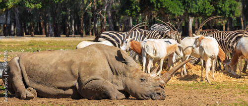 Obraz na płótnie Giant rhinoceros laying on the ground