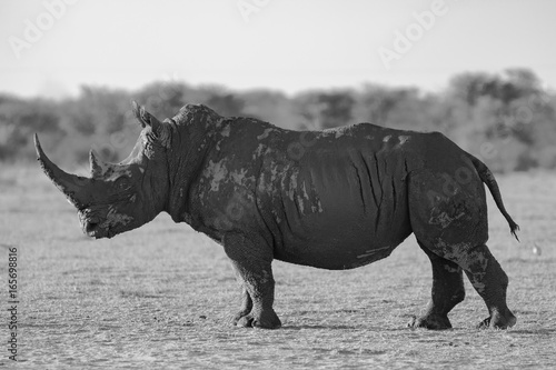 Obraz na płótnie Rhinoceros