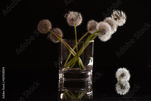 Obraz na płótnie White fluffy flowers dandelions in a glass on a black background. Delicate weightless fluff.
