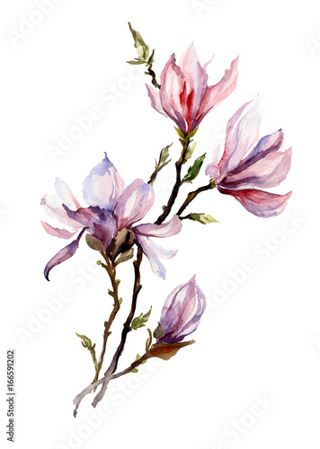rozowa-magnolia-kwitnie-na-galazce-pojedynczo-na-bialym