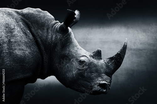 Obraz na płótnie Highly alerted rhinoceros monochrome portrait. Fine art, South Africa. Ceratotherium simum