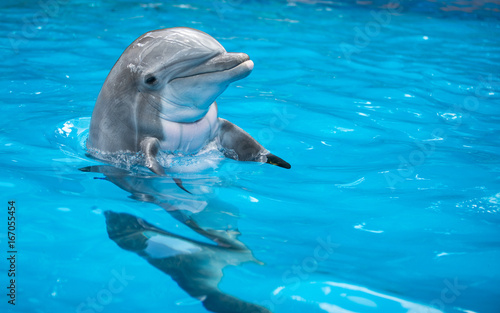 bebe-dauphin