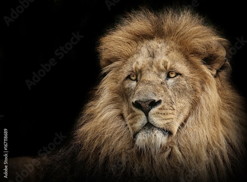 Obraz na płótnie Lion portrait